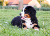 Photo №1. bernese mountain dog - for sale in the city of Różyna | 3500$ | Announcement № 19971
