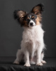 Photo №4. I will sell papillon dog in the city of Ternopil. from nursery - price - 946$