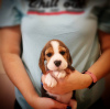 Photo №4. I will sell beagle in the city of Essen. private announcement - price - 380$