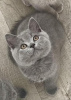 Photo №1. british shorthair - for sale in the city of Брауншвейг | 423$ | Announcement № 119436