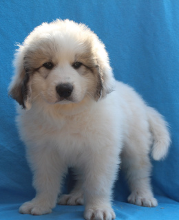 Photo №3. Puppies of the Pyrenean Mountain Dog are offered for sale.. Russian Federation