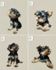 Photo №1. yorkshire terrier - for sale in the city of Tbilisi | negotiated | Announcement № 63800