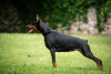 Photo №2 to announcement № 114771 for the sale of dobermann - buy in Serbia breeder