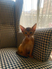 Photo №2 to announcement № 42829 for the sale of abyssinian cat - buy in France private announcement