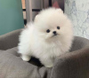 Additional photos: pomeranian