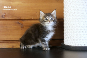 Photo №3. Maine Coon girl tortie marble color. Belarus