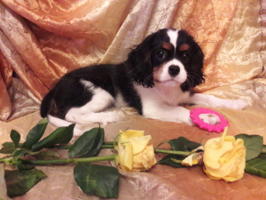 Photo №3. Offered for reservations and further moving to a new home puppy Cavalier King. Finland