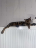 Photo №2 to announcement № 111814 for the sale of bengal cat - buy in Belgium private announcement