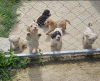 Photo №2 to announcement № 119569 for the sale of non-pedigree dogs - buy in Serbia 