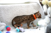 Photo №4. I will sell bengal cat in the city of Heidelberg. private announcement - price - 391$