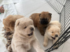 Photo №1. chow chow - for sale in the city of Dubai | negotiated | Announcement № 44684