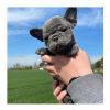 Photo №1. french bulldog - for sale in the city of Калифорния Сити | 800$ | Announcement № 10258