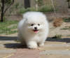 Photo №1. pomeranian - for sale in the city of Rostock | 280$ | Announcement № 117470