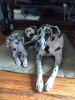Photo №1. great dane - for sale in the city of New York | Is free | Announcement № 86757
