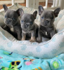 Photo №1. french bulldog - for sale in the city of Munich | 317$ | Announcement № 111700