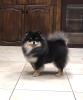 Photo №2 to announcement № 25704 for the sale of german spitz, pomeranian - buy in Russian Federation from nursery, breeder