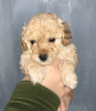 Photo №2 to announcement № 10949 for the sale of poodle (toy) - buy in Ukraine private announcement