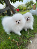 Additional photos: Pomeranian white