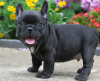 Photo №2 to announcement № 80041 for the sale of french bulldog - buy in Australia private announcement