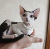 Photo №1. devon rex - for sale in the city of Indianapolis | 300$ | Announcement № 55583