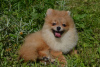 Photo №2 to announcement № 62844 for the sale of pomeranian - buy in Russian Federation breeder