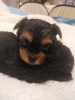 Photo №2 to announcement № 122557 for the sale of beaver yorkshire terrier, yorkshire terrier - buy in Estonia 