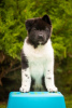 Photo №1. american akita - for sale in the city of Dnipro | 1414$ | Announcement № 69325