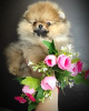Photo №1. pomeranian - for sale in the city of Minsk | 300$ | Announcement № 94783