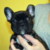 Photo №1. french bulldog - for sale in the city of Munich | 380$ | Announcement № 122967