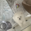 Photo №4. I will sell pomeranian in the city of Раума. private announcement - price - 350$