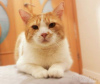 Photo №2 to announcement № 92484 for the sale of domestic cat - buy in Belarus private announcement