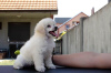 Photo №3. Toy Poodle puppies. Serbia