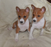 Photo №4. I will sell basenji in the city of Москва. breeder - price - 651$