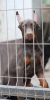 Photo №2 to announcement № 54415 for the sale of dobermann - buy in Serbia breeder