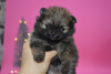 Additional photos: Pomeranian puppies