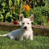 Photo №2 to announcement № 44772 for the sale of west highland white terrier - buy in Germany 