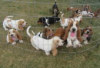 Photo №1. basset hound - for sale in the city of Berlin | Is free | Announcement № 126898