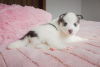 Photo №1. siberian husky - for sale in the city of Poltava | 215$ | Announcement № 9574