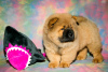 Additional photos: Chow Chow puppies