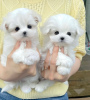 Photo №2 to announcement № 36203 for the sale of maltese dog - buy in United States private announcement, breeder