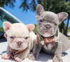 Photo №1. french bulldog - for sale in the city of Paris | negotiated | Announcement № 82167