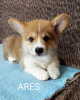 Photo №1. welsh corgi - for sale in the city of Валево | 581$ | Announcement № 118320