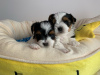 Photo №3. Vaccinated Yorkshire Terrier Puppies for sale. Netherlands