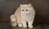 Photo №1. exotic shorthair - for sale in the city of Helsinki | 700$ | Announcement № 53660