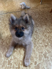 Photo №1. german spitz - for sale in the city of Pilsen | negotiated | Announcement № 34538