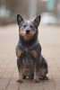 Photo №2 to announcement № 110246 for the sale of australian cattle dog - buy in Belarus from nursery, breeder