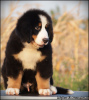 Additional photos: Bernese Mountain Dog puppies