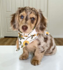 Additional photos: Gia is a silly and sweet Dachshund puppy. She is a fun puppy who loves to play