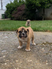 Photo №4. I will sell english bulldog in the city of Belgrade.  - price - negotiated