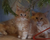 Photo №2 to announcement № 97916 for the sale of maine coon - buy in Germany private announcement